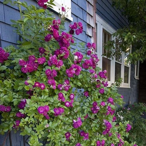 Púrpura - Árbol de Rosas Floribunda - rosal de pie alto- froma de corona llorona